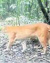 Camera trap captures endangered cat4