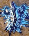Phuket sounds alert over venomous Blue Dragon0