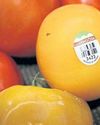 Another casualty in tariff wars: The always-in-season tomato Another casualty in tariff wars: The always-in-season tomato72