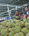 Durian farmers reap gains from smart solutions62