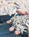 The human toll behind your seafood24