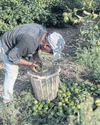 Frost, hail, heat hit Turkey's lemon crop72