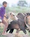 Why cattle matter in the Thai economy30