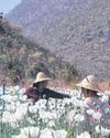 Opium poppy farming surges Opium poppy farming surges18