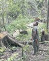 Orangutans faced 'extinction level' floods Orangutans faced 'extinction level' floods13