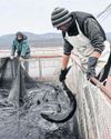 Bulgarian mountain lake is home of world’s ‘king of caviars’65