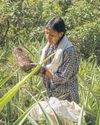 Philippine farmers struggle to meet global demand for 'ube'34