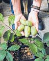 Bangkok Post