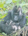 Rare gorilla twins born in nature park amid conflict26