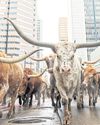Brazil beating US beef output57