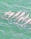 Dept finds 40 Irrawaddy dolphins in Gulf survey3