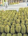 Durian market hit by labour shortages52