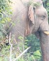 Rutting elephant kills tourist at campsite0