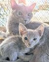 Breeding push moves to secure future of Korat cats16