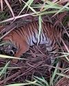 Officials locate stray tiger after killing of pig12