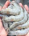 Shrimp exporters unfazed by US tariffs65