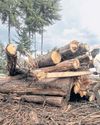The economy depends on forests The economy depends on forests27