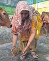 India's cows offer biogas alternative to Mideast energy crunch India's cows offer biogas alternative to Mideast energy crunch61