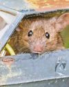 Mice little runner, needs attention to bodywork... Mice little runner, needs attention to bodywork...