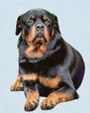 Doggone! Rottweiler thefts jump by 180% Doggone! Rottweiler thefts jump by 180%