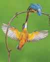 Butterflies go all of a flutter over mates with same colored wings Butterflies go all of a flutter over mates with same colored wings