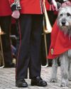 Irish Guards' eyes are smiling on Kate Irish Guards' eyes are smiling on Kate