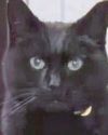 Missing cat back after long paws25