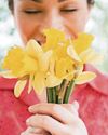 Can daffodils have caused my sudden blooming itching? Can daffodils have caused my sudden blooming itching?44