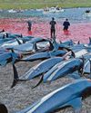 Fishing deal 'rewards slaughter of dolphins' Fishing deal 'rewards slaughter of dolphins'38