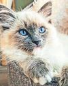 Alarm at rise in 'designer cats' given up by struggling owners29