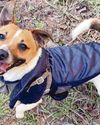 Shock warning as adder kills pet dog42