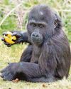How I became 'mum' to two baby gorillas How I became 'mum' to two baby gorillas