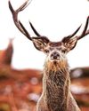 Cull of duty... loch estate is first to have law imposed Cull of duty... loch estate is first to have law imposed
