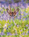It's a lovely day, my deer It's a lovely day, my deer