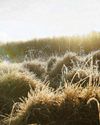 Nitrogen fertilisers on grasslands may trigger hay fever Nitrogen fertilisers on grasslands may trigger hay fever