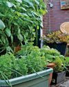 Pat's the way to grow your own Pat's the way to grow your own