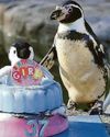 Super Spneb's happy feat as oldest penguin at 37 Super Spneb's happy feat as oldest penguin at 37