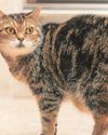 A crusty cat cancer cure A crusty cat cancer cure