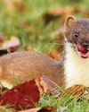 Removal of stoats sees isles bird species population soar Removal of stoats sees isles bird species population soar