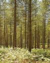 Invasive pests could cut tree growth by half within 25 years57