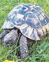 Leonardo's one-mile getaway tortoise a lesson...35