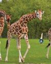Sticking our necks out to save giraffes27