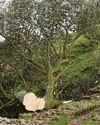 Sycamore Gap accused: 'I was framed by someone stirring the pot'23