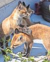 Fox news...help on hand for cute cubs Fox news...help on hand for cute cubs29