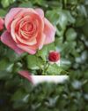 New bloom is named after our royal rose Kate New bloom is named after our royal rose Kate