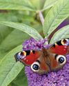Bring on the butterflies Bring on the butterflies