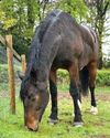 Inverness is now mane attraction Inverness is now mane attraction