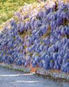 Purple patch for my wisteria.. Purple patch for my wisteria..