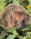 Gardeners warned to keep on lookout for hedgehogs Gardeners warned to keep on lookout for hedgehogs