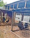 Two arrests as officers swoop in illegal cockfighting crackdown Two arrests as officers swoop in illegal cockfighting crackdown
